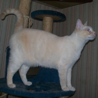 Vedette Chat Type Siamois Blanc Et Roux 1 8 2010