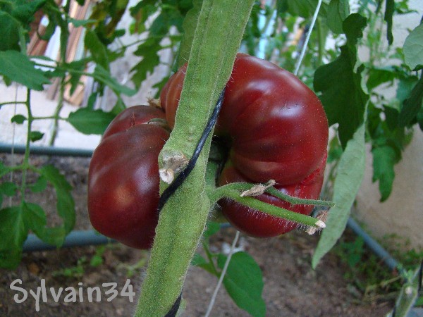 tomate_marizol_pu..._cross-1-3af79c0.jpg