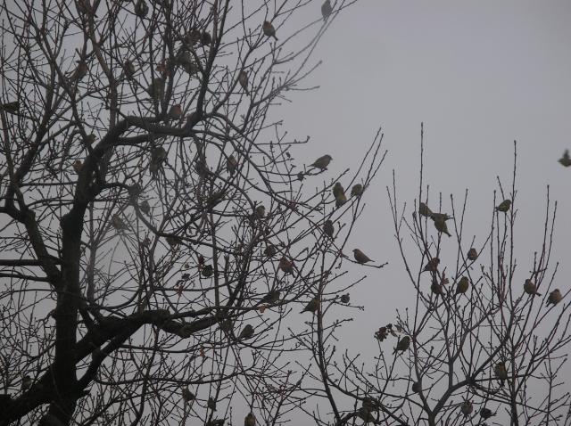 arbre à oiseaux Imgp7067-3c3eb77